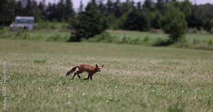 Small red fox runs across open field on bright sunny day