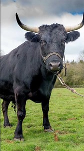 Bull Sound Effects 04