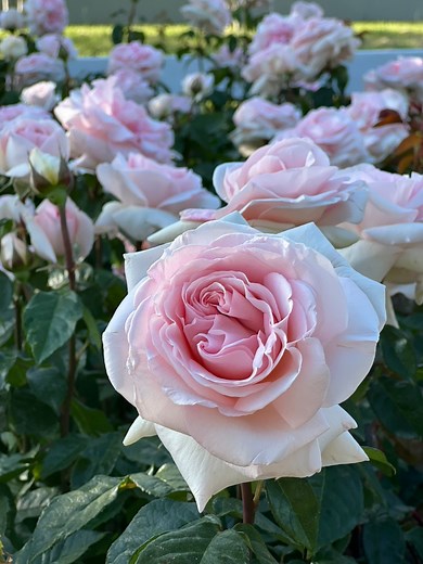 87K views · 1.3K reactions | This is one of the wonderful roses that...