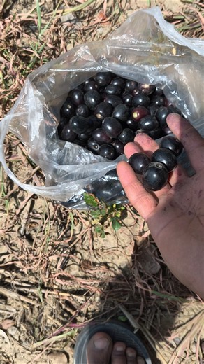 Fresh plump black java plums from the farm 😘 #shortvideo #javaplum #tree #farmer