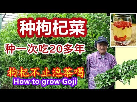How to Grow Goji, How to grow wolfberry.