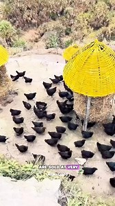 These black chickens look unusual, but in China they’re extremely valuable!. | Asare Obed