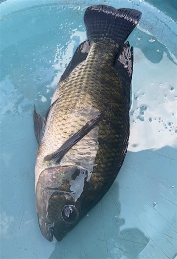 From Novices to Fish Farmers: Our Botswana Journey