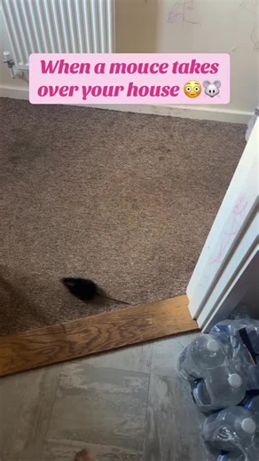 Natural Pest Repellent: Rats & Roaches Gone!