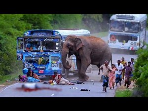When Kindness Turns Deadly: Aggressive Wild Elephant Attacks Buses! #elephantattack