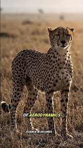 The Cheetah: The Fastest Animal on Land