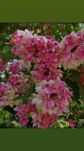 11K views · 305 reactions | ചുവന്ന കണിക്കൊന്ന / Rainbow shower tree / Pink shower tree / Java Cassia / Cassia javanica. #pinkshowertree #rainbowshowertree #javacassia #cassiajuvanica #poomarangal #floweringtrees #reemz #reemzbasket #reemzgarden #flowering #reels #reelsinstagram #reelsvideos | Reemz basket | Facebook