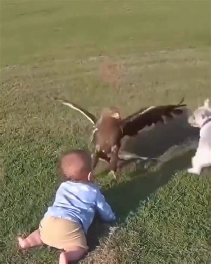 Shocking moment bald eagle catches a baby...see comments | American Health Center