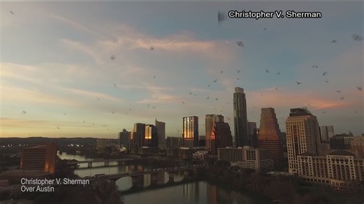 Austin Bat Fest 2023: Bat watching tips, weekend forecast and road closures