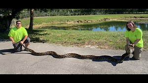 98-pound python is second largest snake ever captured in Florida