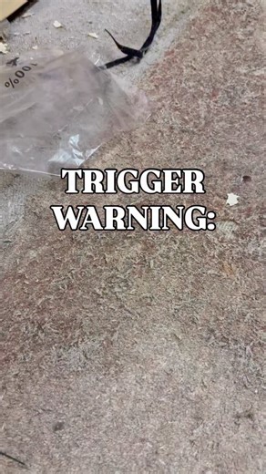 Jack D. March | Interior Design | Content Creator on Instagram: "Trigger warning! It’s Jack vs the moths round four! I just love it when a five minute light job turns into a two hour wrestle with huge chunks of moth infested carpet! At least I was in the right place in the roof as the storm was howling around me to check any tiles flying off! The big question is do I need any more Christmas decorations? #mothinfestation #JanuaryCleanup #SpringCleaning #Renovation #Organise"