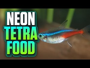6 Fish Food Products My Neon Tetras Love To Eat! (Food For Neon Tetras)