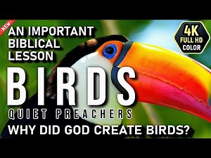 Birds Quiet Preachers: A Biblical Lesson on God’s Creation