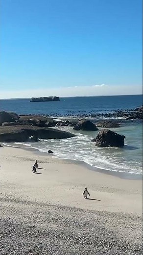 Observing Penguins, Boulders Beach, South Africa, Contiki from bella d. 🐧