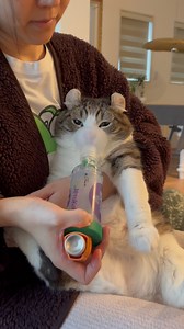19K views · 38K reactions | Snow’s asthma is well controlled by nebulizer and inhaler! • #asthma #catcough #weeklyfluff #kucing #catlover #katze #고양이 #猫 #ねこ#catsofinstagram #cat #catlovers #instacat #catlife #catlover #meow #petsofinstagram #catstagram #cutecats #feline | curlysnow0915 | Facebook