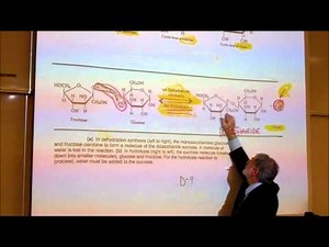 BIOLOGICAL CHEMISTRISTY; PART 1; MONOSACCHARIDES & DISACCHARIDES by Professor Fink
