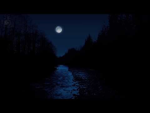 🌛 Night Forest Ambience with Running Water Sounds, Singing Cicadas, Hooting Owls and Other Animals