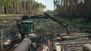 A Modern Knuckle Boom Forestry Loader Machine is operating in the woods. A Forestry Loader is picking the wood logs from the Pile. The Forestry Loader is placing the logs on the ground. Wood Industry.