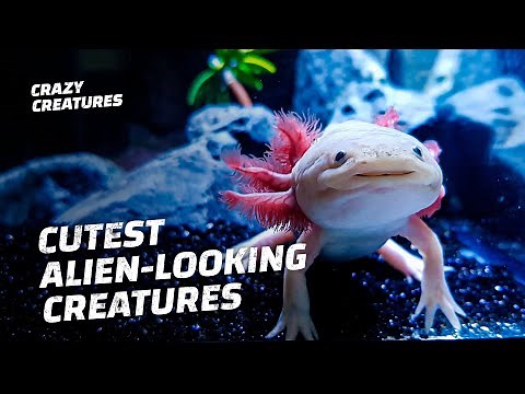 We Need to Save These Adorable, Smiling Axolotls from Extinction