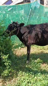 Sold out address shahgund bandipora | Umer Rather