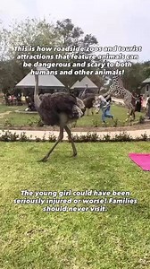 The giraffe got scared, panicked, and knocked into a little girl 😰 Avoid family trips to places where wild animals are forced to entertain or interact with tourists—your children’s safety depends on it! | PETA Kids