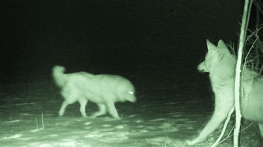 Livestock guard dog showdown reveals which breeds actually stop coyotes