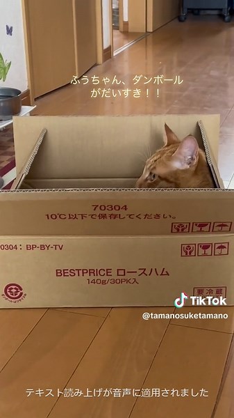 ふうちゃんと呼ぶと何？みたいな感じでちゃんとダンボールのところに手をかけてこっちを向く笑笑 偉い かわいい🥰ふうちゃんはダンボールが大好きでよく入って遊んでます！名前を呼ぶとお返事をします。#マツダ家ボイス #ふうちゃん #うちの猫が可愛すぎる #猫のいる暮らし #猫癒し #猫好きさんと繋がりたい
