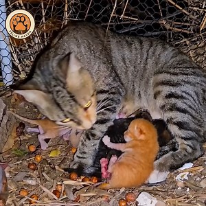 Mother cat calls for help, the newborn kittens crying | Feline Haven