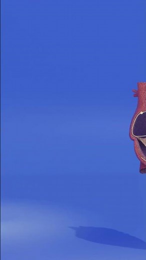 Hoe werkt het hart en wat is de functie van de verschillende delen? #biologie e #anatomy #fysiologie