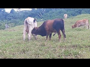 Toro cree que sigue siendo un ternerito y sigue tomando leche, toro tomando su leche