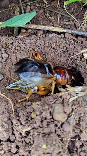 Cricket Sounds at Night - A Melody That Brings Back Childhood Memories 🦗🥰