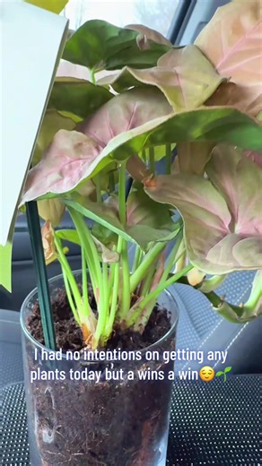 I was checking out at the grocery store & the cashier gave me this plant saying they can’t sell it because it has some root rot… I can save her!🥹 #PinkSyngonium #PlantDr #PlantMama #FreePlants #AWinsAWin