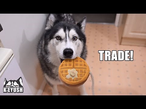 Husky Tries To Trade HIS Waffle For His Nan’s REAL One!