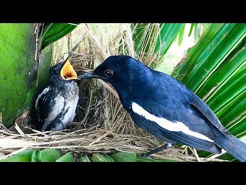 Baby Robin Chirping for Food From Mother (12) – Bird Chick Sleeps Comfortably in the Nest E256