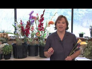 Gardening Lessons : About the Calla Lily