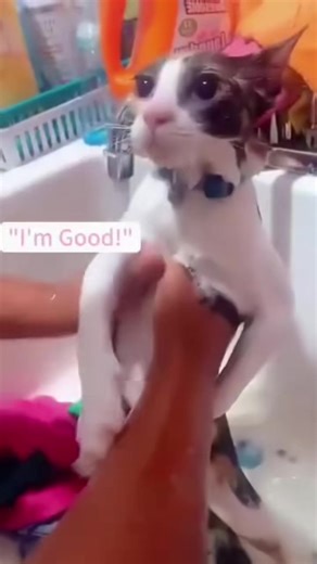 #fyp #cat #rek #cats #котыприколы