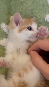 24K views · 2.4K reactions | Keep rooting for Kiki! She’s showing all positive, progressive signs so far — she’s holding her head up, purring, giving some audible meows (she was giving silent meows), eating more and more, and is generally more alert and active! 懶 Kitty Kat Haven & Rescue | Phoebe the CH Kitty | Facebook