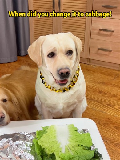 Doggo: Did the duck that was already in my mouth just fly away?#petslife #petparents #mansbestfriend #foryoupate #dogsofinstagram #dogstagram #doglife #Labrado #doglover #pets #funnyvideo #dog