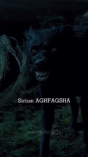 The Tales of Y/n and the Marauders #themarauders #maraudersera #harrypotter #foryoupage