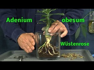 Adenium obesum die Wüstenrose umtopfen und wie geht es weiter nach 2 Monaten