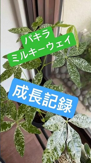 ミルキーウェイが2週間でめっちゃ動いた🥳いろんなところから新芽が出てきてどんどん大きくなる〜😆#ミルキーウェイ#斑入り#植物