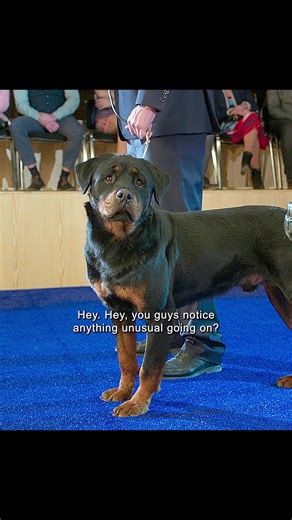 fg (@fg24748)’s video of show dogs movie