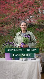 Du möchtest wissen, was Du alles bei der Pflege von Lavendel beachten solltest? Silvia erklärt Dir Fakten, Tipps und Tricks zur mediterranen Pflanze. 🥰 #dehner #meindehner #Lavendel | Dehner