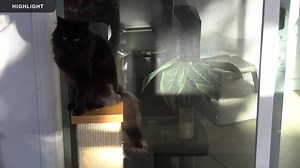 FeLV Suite at the Kitten Rescue