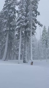 10AM: Heavy snowfall continues! | Mammoth Mountain