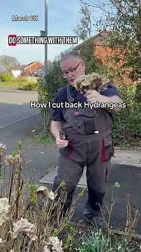 How to cut back hydrangeas #gardening