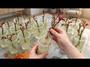 Secrets To Getting Rose Stems To Root Overnight! More Blooms Than Ever Before!