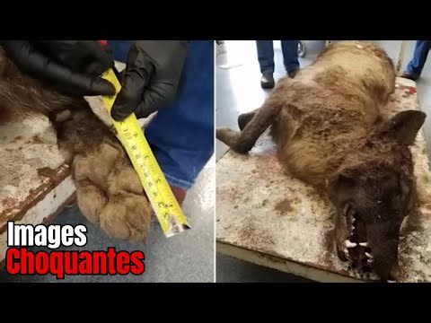 Here are the most disturbing camera images that have gone viral on the internet.