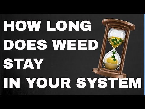 How Long Does Weed Stay in Your System According to Science? (Blood, urine, saliva, hair)