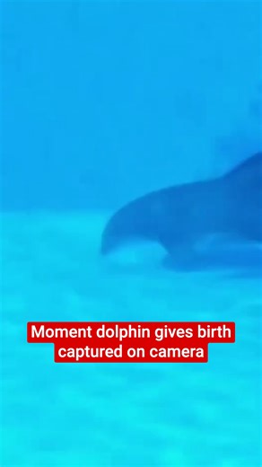 Moment dolphin gives birth captured on camera | The Independent